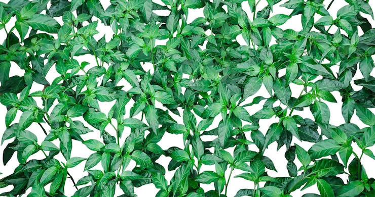 PSD una pianta verde su uno sfondo bianco un modello di pianta di peperoncino verde sullo sfondo trasparente