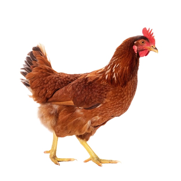 Una ripresa in studio dettagliata di uno sfondo trasparente di un pollo marrone ISA sano