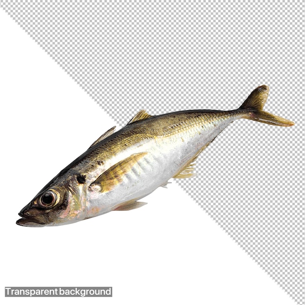una testa di pesce con una foto di un pesce su di essa png