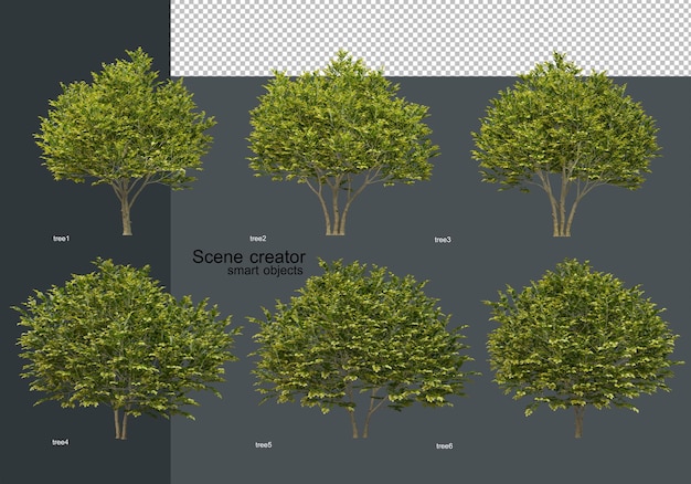 Una varietà di alberi con poche foglie