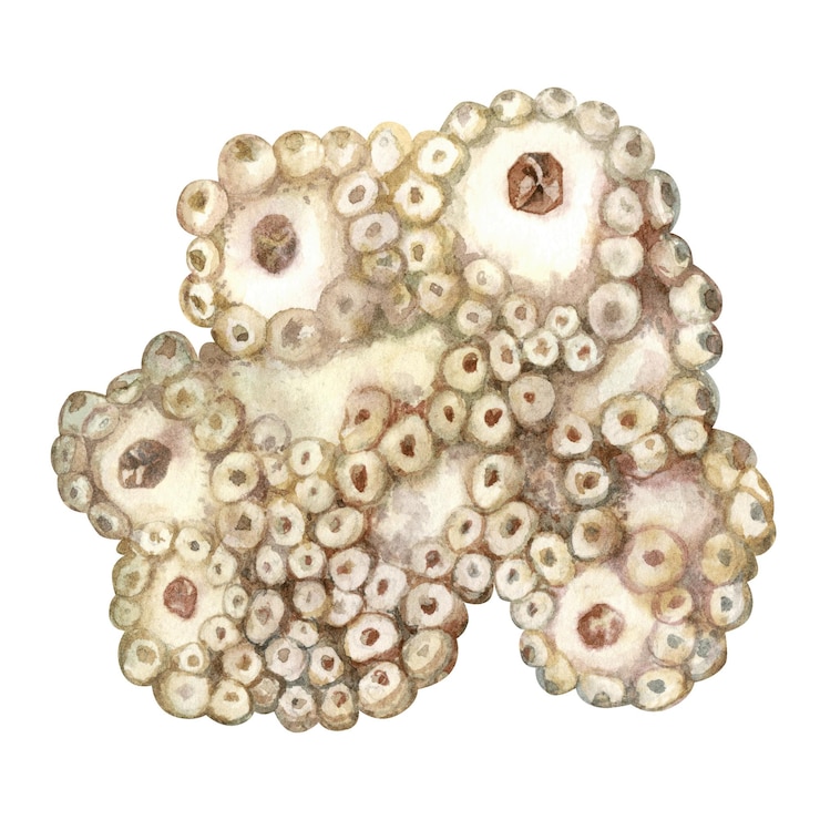 PSD unterwasserseeschwämme porifera, die auf korallenriffen leben aquarell-illustration eines filterschwamms in zarten beigefarbigen tönen, isoliert auf weißem hintergrund für meeresdesign, schnorchel-tauchbuchkunst