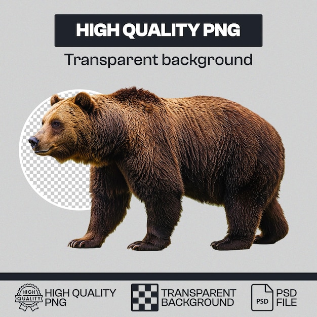 Urso cinzento em fundo transparente