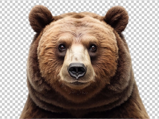 Urso png