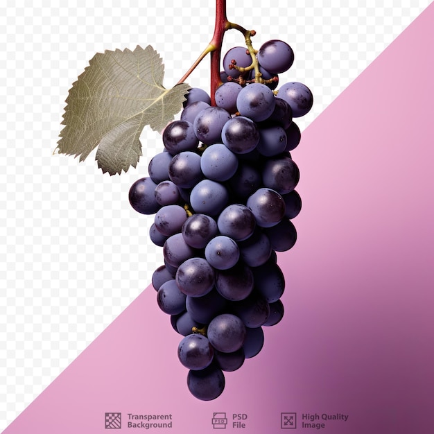 Uvas oscuras contrastantes