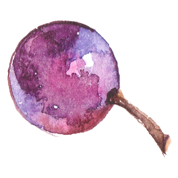 Uvas de vino pintadas con acuarela Elementos de diseño de alimentos frescos dibujados a mano aislados sobre fondo blanco