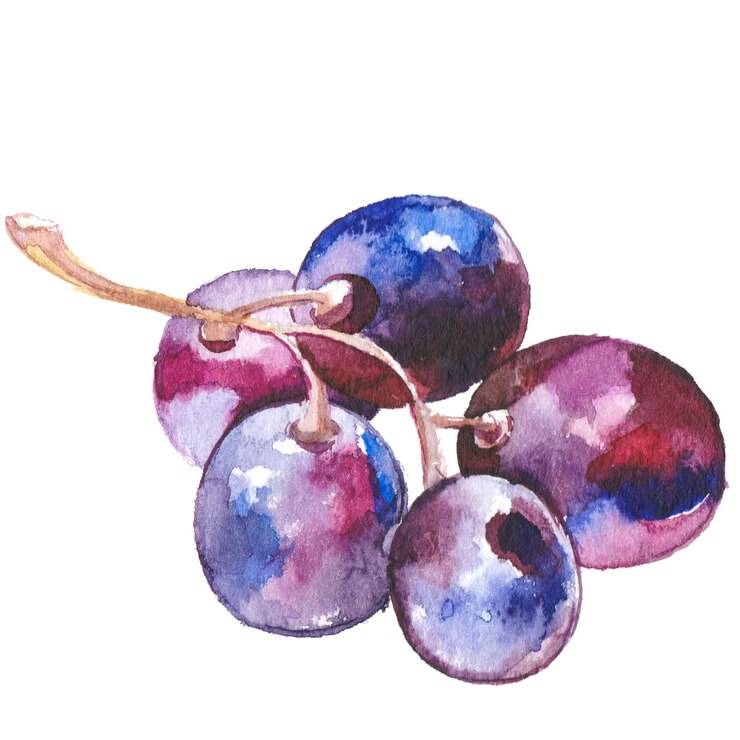 PSD uve da vino dipinte ad acquerello elementi di design di alimenti freschi disegnati a mano isolati su sfondo bianco