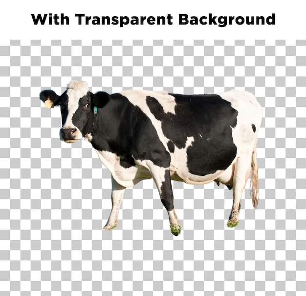 Vaca frisona de Holstein con fondo transparente