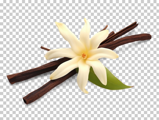 PSD vagens de baunilha e flores de orquídea isoladas em fundo transparente png psd