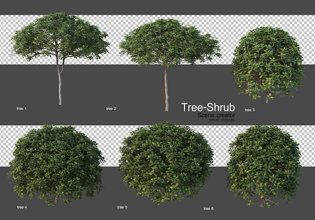 Vari alberi e arbusti