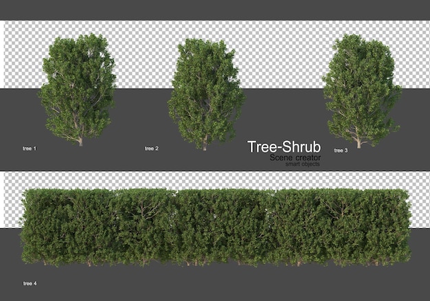 Vari alberi e arbusti