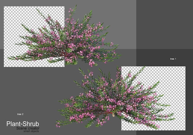 Vari alberi e arbusti