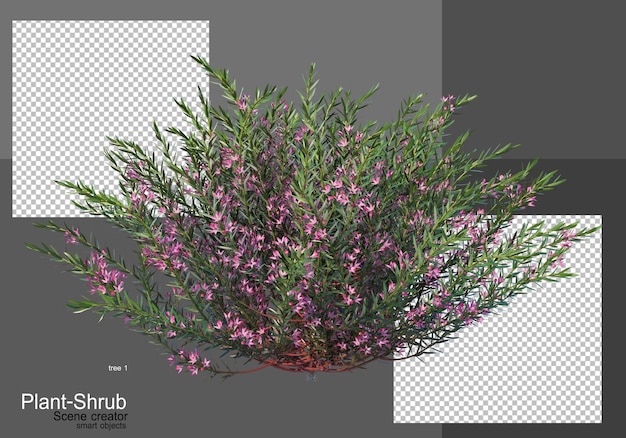 Vari alberi e arbusti