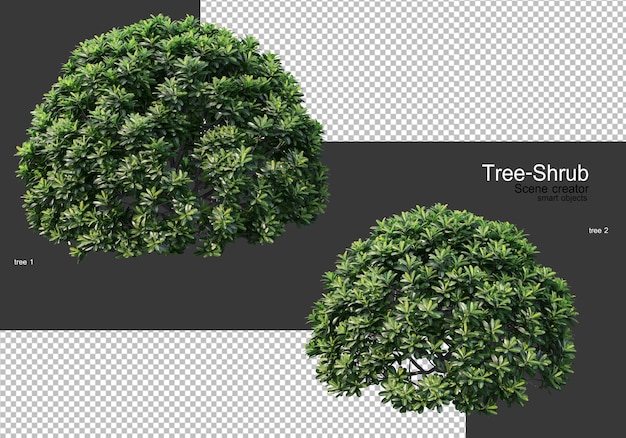 Vari alberi e arbusti