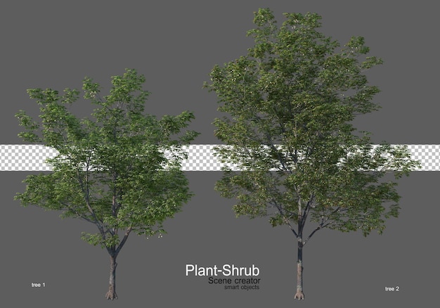 Vari alberi e arbusti