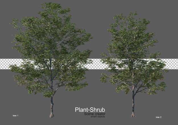 Vari alberi e arbusti