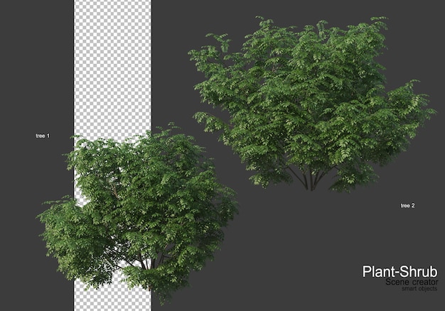 Vari alberi e arbusti