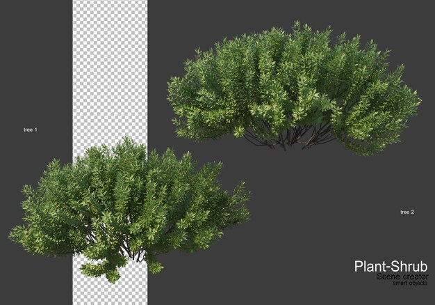 Vari alberi e arbusti