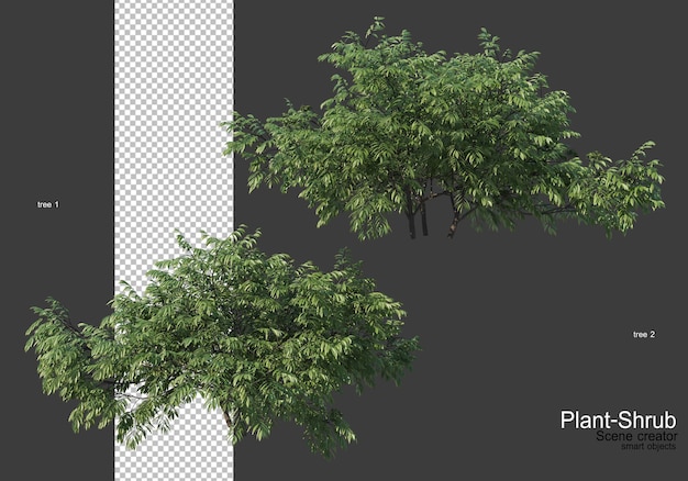 Vari alberi e arbusti