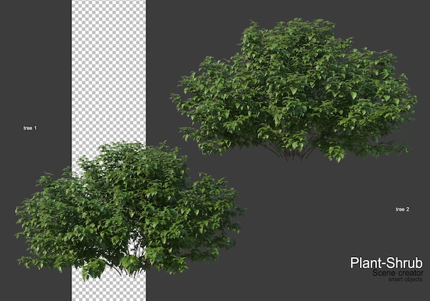 Vari alberi e arbusti