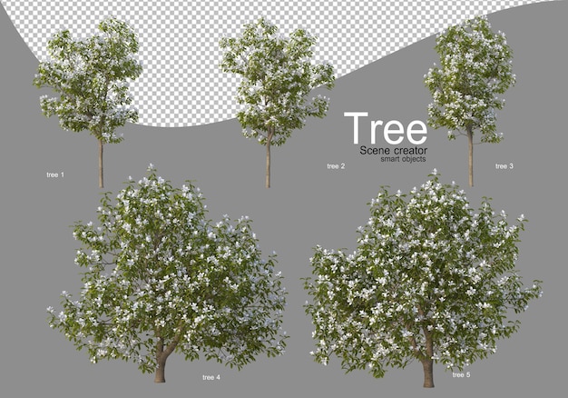Vari alberi in piena fioritura con bellissimi fiori