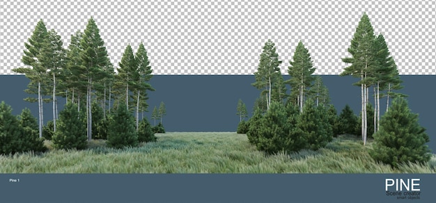 Vari ambienti di pinete
