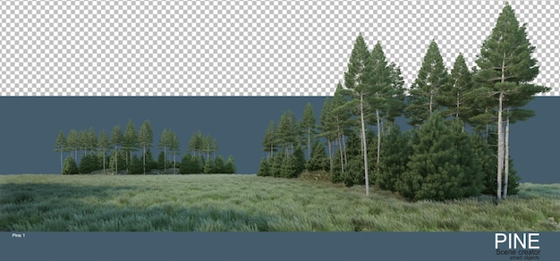 Vari ambienti di pinete