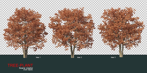 vari tipi di alberi