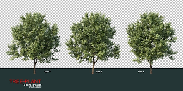 vari tipi di alberi