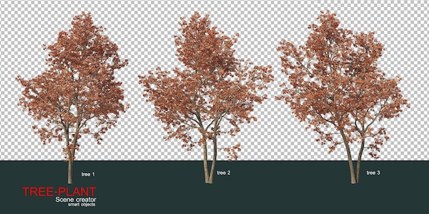 vari tipi di alberi