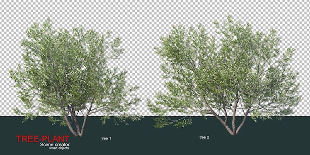 vari tipi di alberi