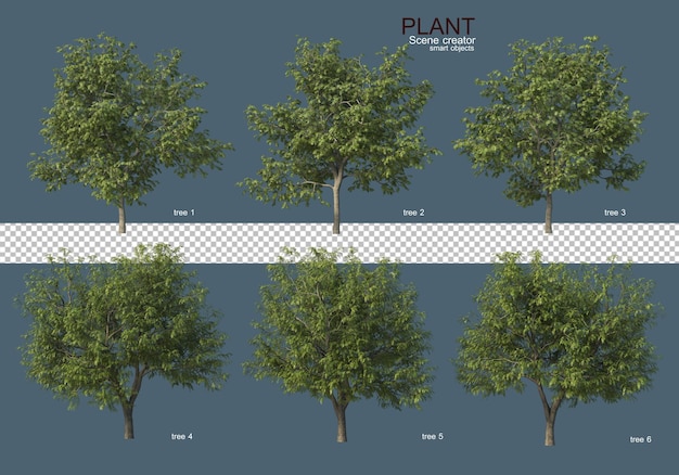 vari tipi di alberi