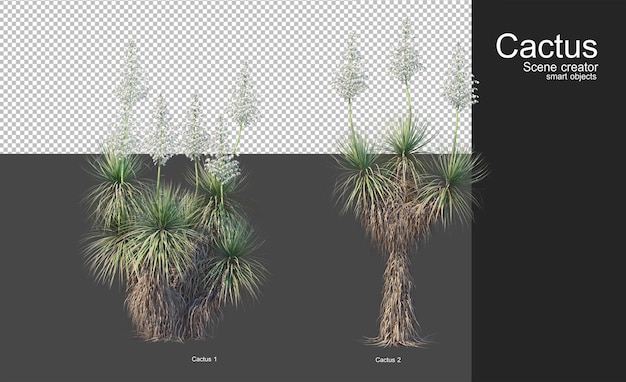 Vari tipi di cactus per la decorazione del giardino