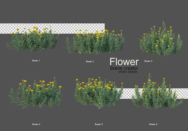 vari tipi di fiori diversi stili