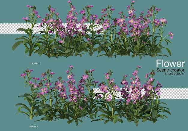 vari tipi di fiori varie forme