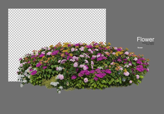 vari tipi di fiori