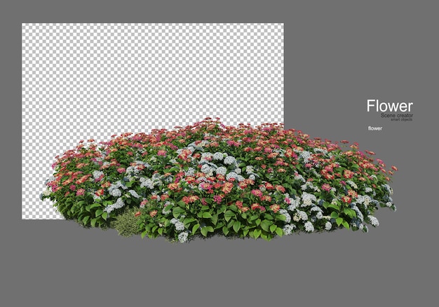 vari tipi di fiori