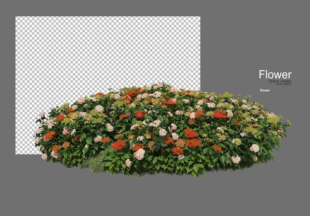 vari tipi di fiori
