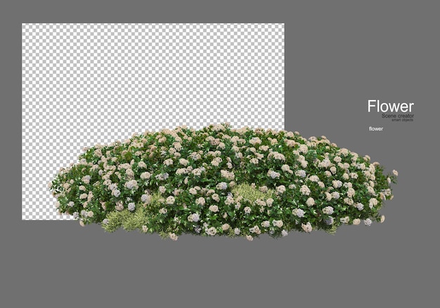 vari tipi di fiori