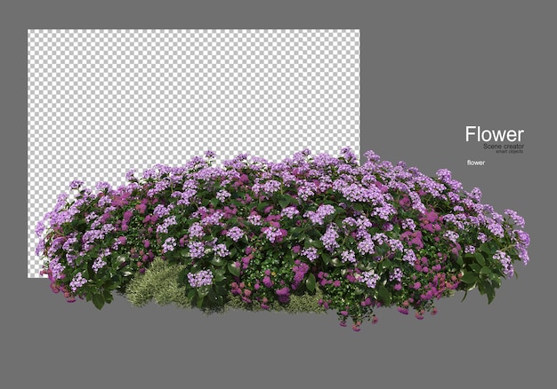 vari tipi di fiori