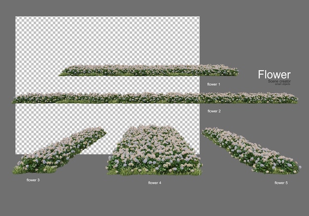 vari tipi di fiori