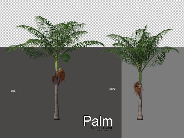 vari tipi di palme
