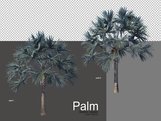 vari tipi di palme