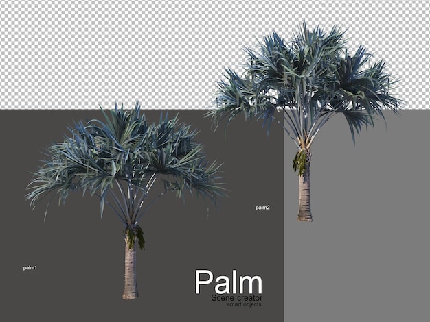 vari tipi di palme