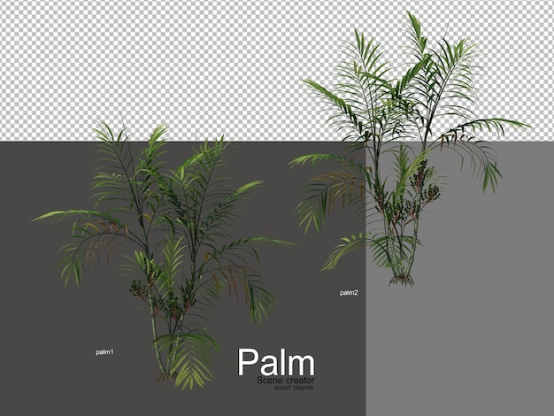 vari tipi di palme