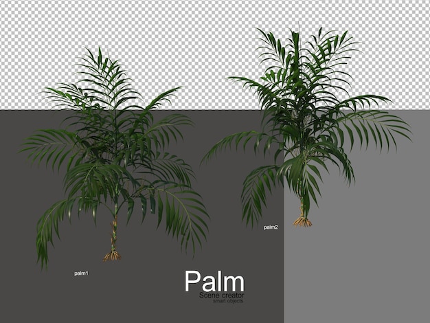 vari tipi di palme