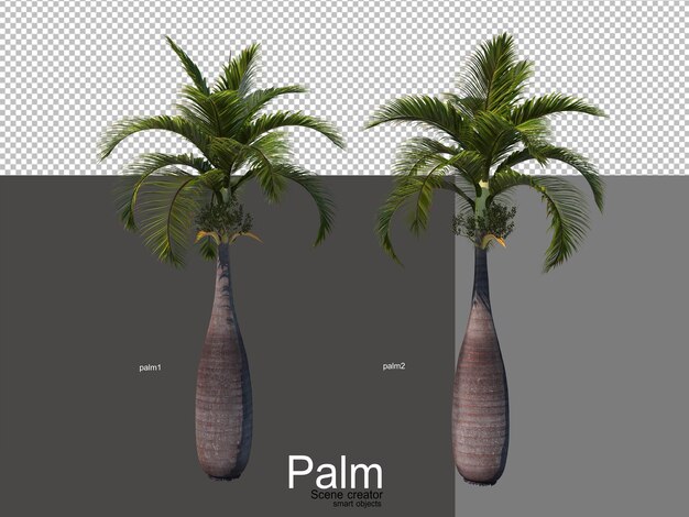 vari tipi di palme