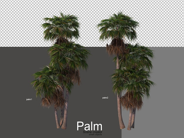 vari tipi di palme