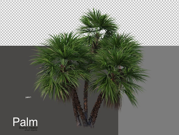 vari tipi di palme
