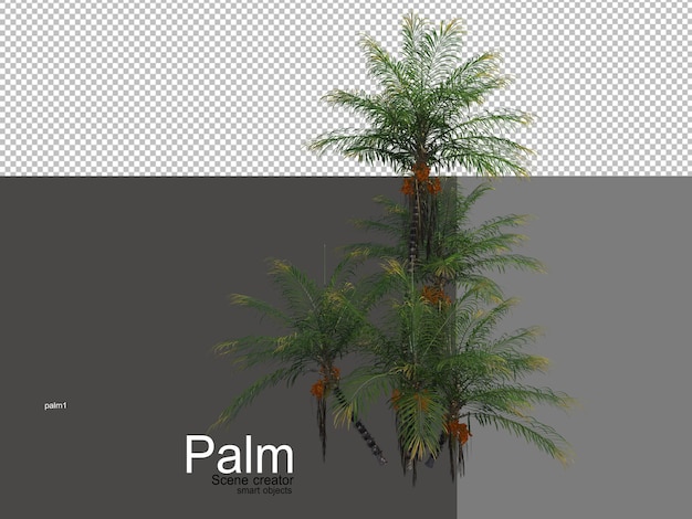 vari tipi di palme