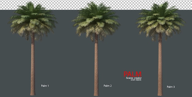 Vari tipi di palme